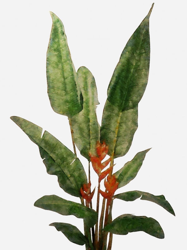 BIRD OF PARADISE PLANT ON WHITE