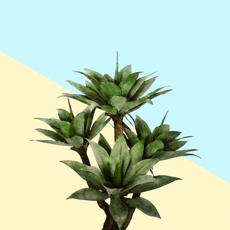 AGAVE PLANT ON LEMON AND TEAL WALL