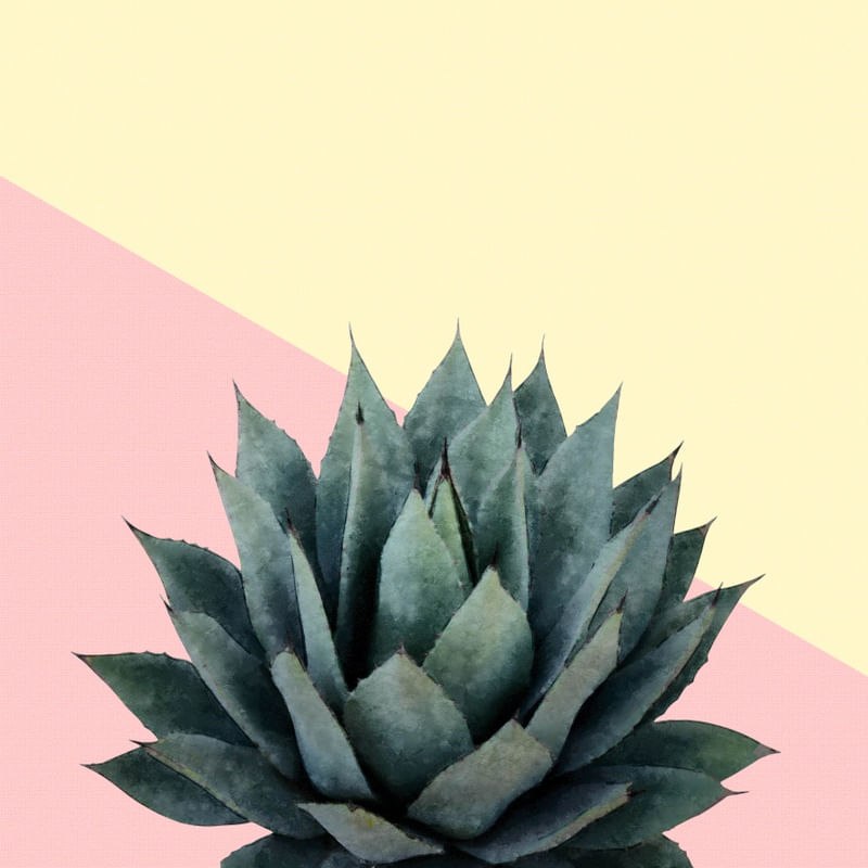 AGAVE PLANT ON LEMON AND PINK WALL