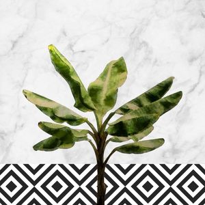 BANANA PLANT ON WHITE MARBLE AND CHECKER WALL