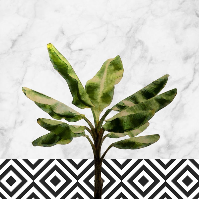 BANANA PLANT ON WHITE MARBLE AND CHECKER WALL