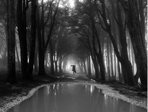 MISTY FOREST