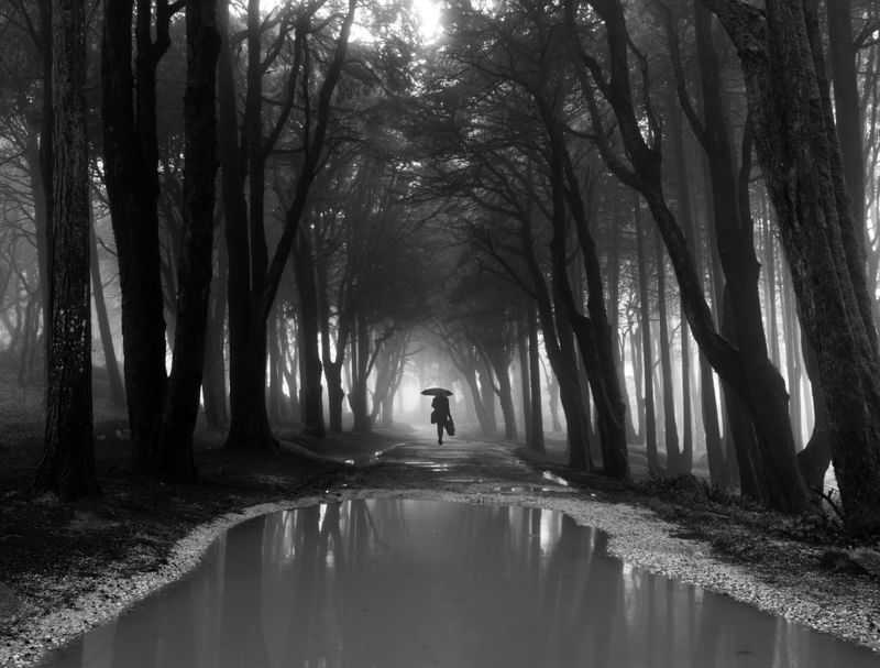 MISTY FOREST
