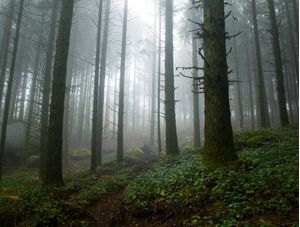 MISTY FOREST II