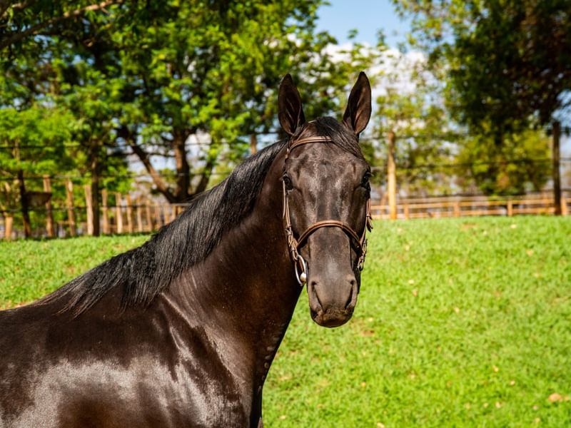 LINDO CAVALO DE PERFIL