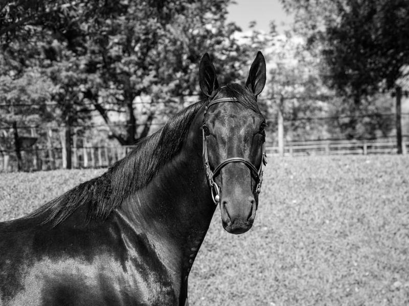 CAVALO DE LADO EM PRETO E BRANCO