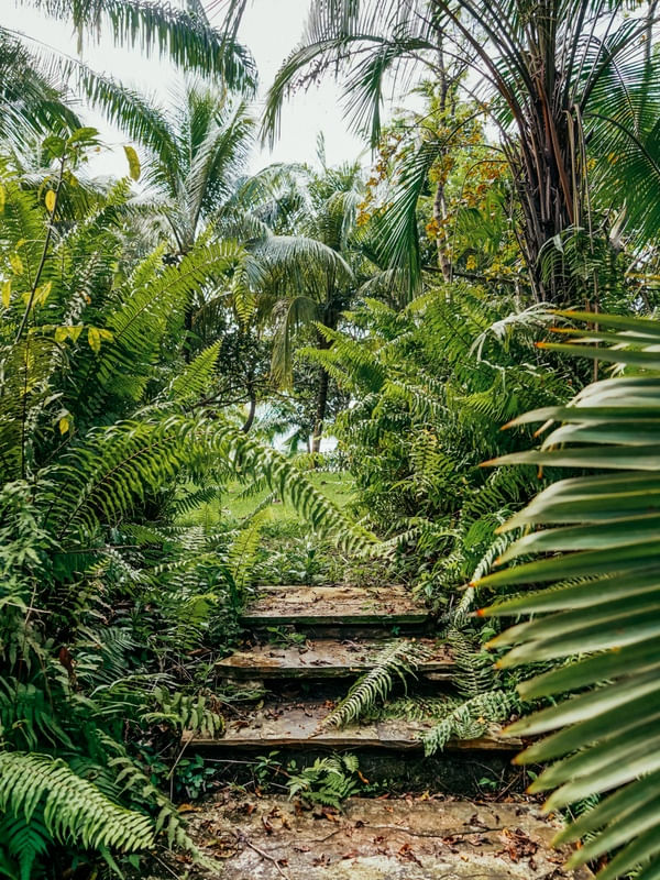 ESCADA DA NATUREZA