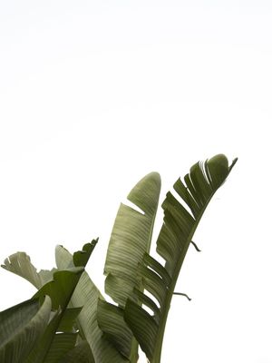 TRAVELLERS PALM LEAVES 07