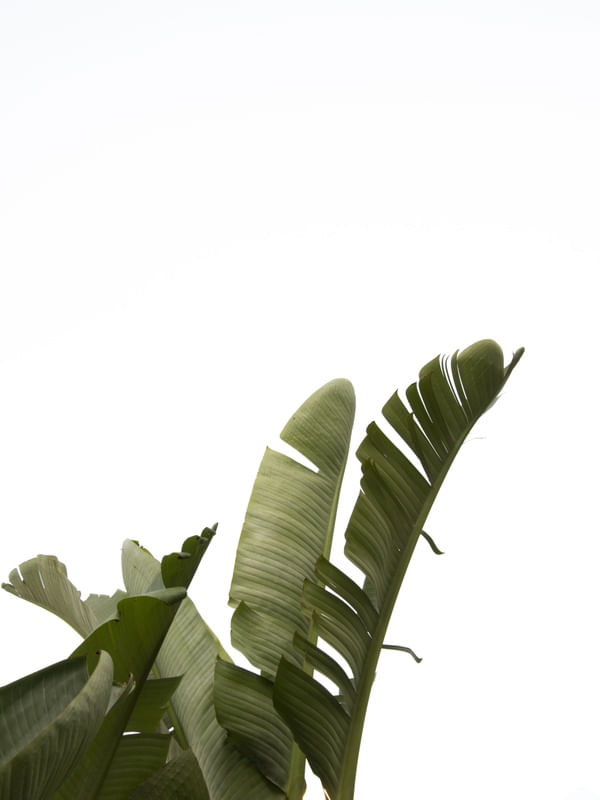 TRAVELLERS PALM LEAVES 07