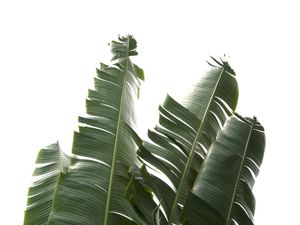 BANANA LEAVES 01