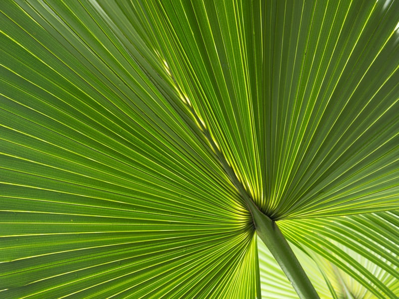 FAN PALM LEAVES 01