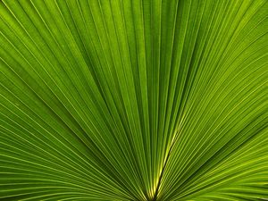 FAN PALM LEAVES 02
