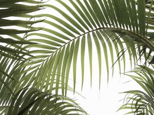 PALM LEAVES 01