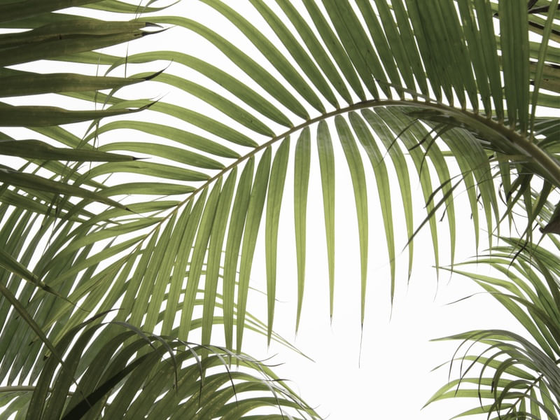 PALM LEAVES 01