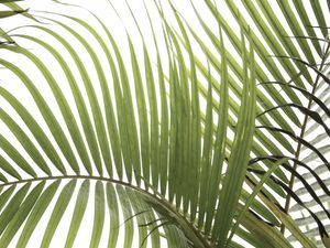 PALM LEAVES 02