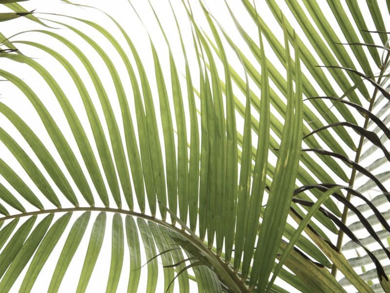 PALM LEAVES 02