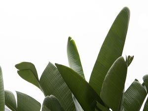 TRAVELLERS PALM LEAVES 03