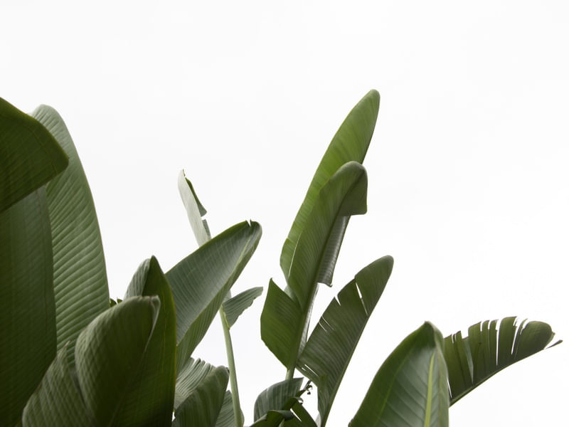 TRAVELLERS PALM LEAVES 04