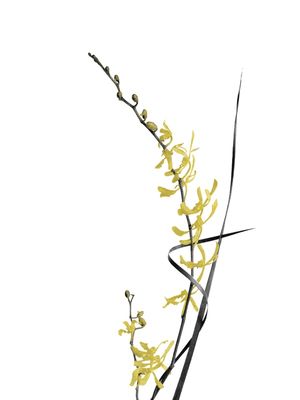FLOWER MINIMAL BLACK AND GOLD 06