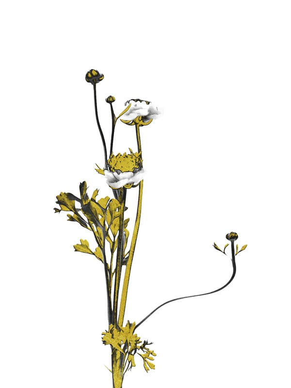 FLOWER MINIMAL BLACK AND GOLD 08