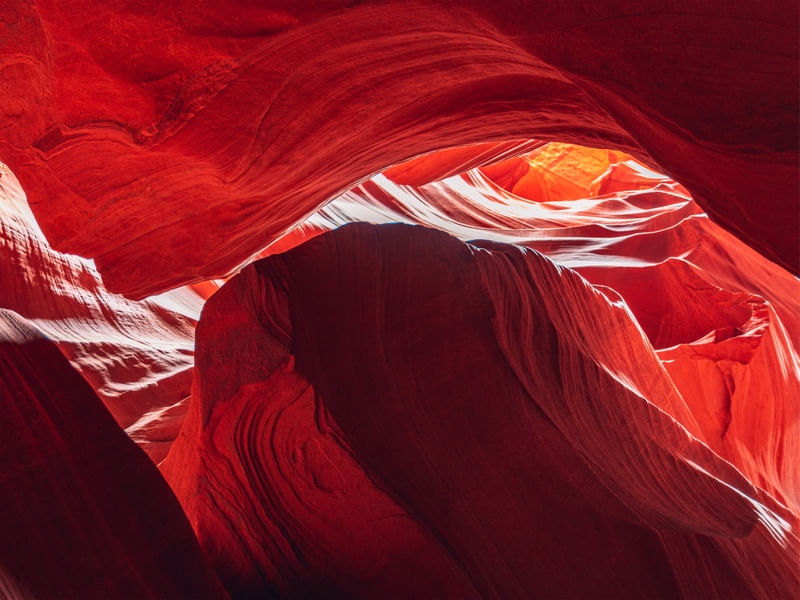 ANTELOPE 10
