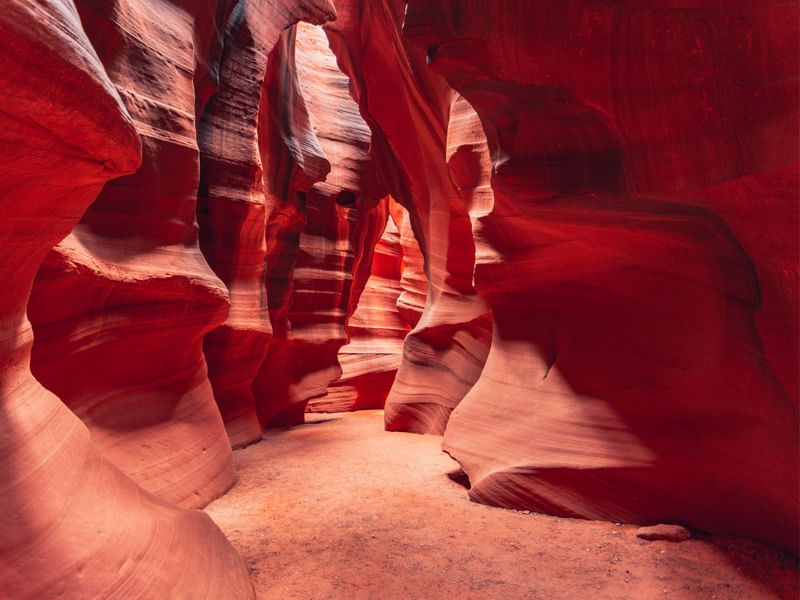 ANTELOPE 09