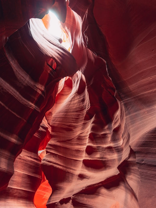 ANTELOPE 12