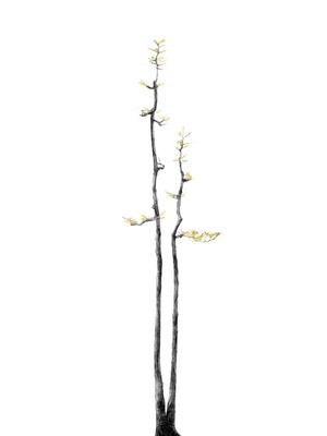 BONSAI TREE 02