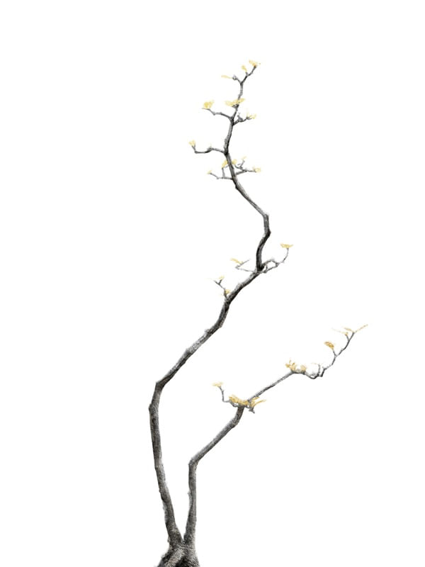 BONSAI TREE 03