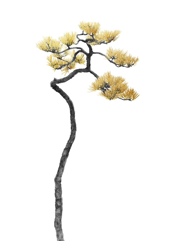 BONSAI TREE 05