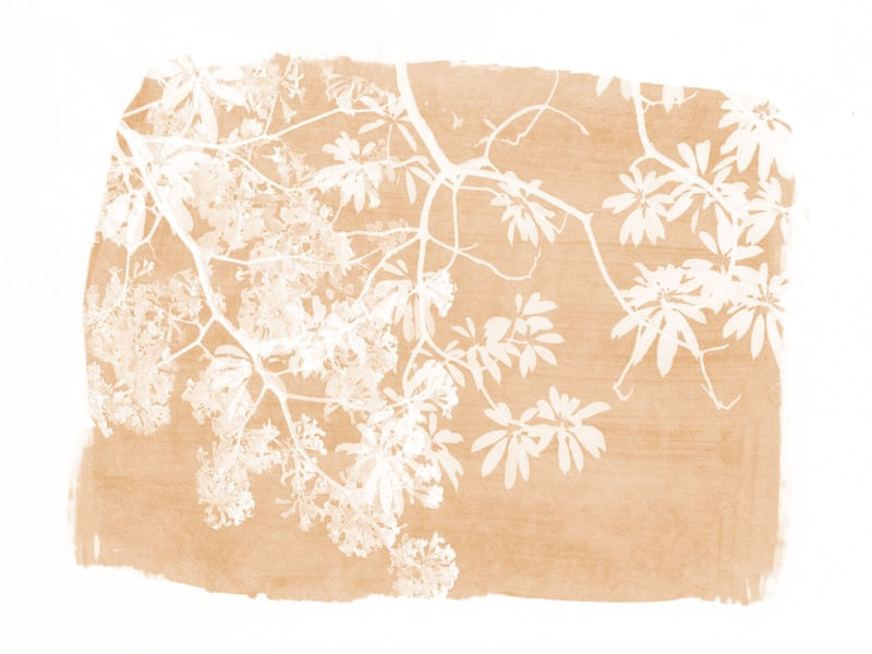 TREE FOLIAGE ON ORANGE