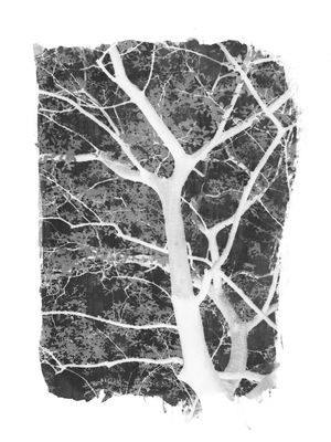 TREE SILHOUETTE ON BLACK