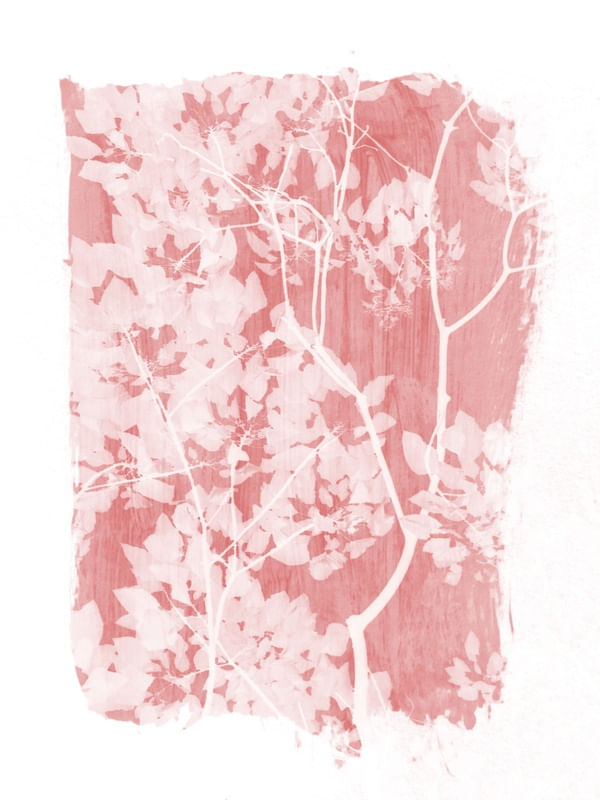TREE FOLIAGE ON PINK