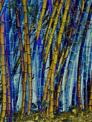 BAMBOOS