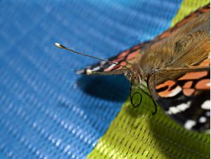 BORBOLETA 04