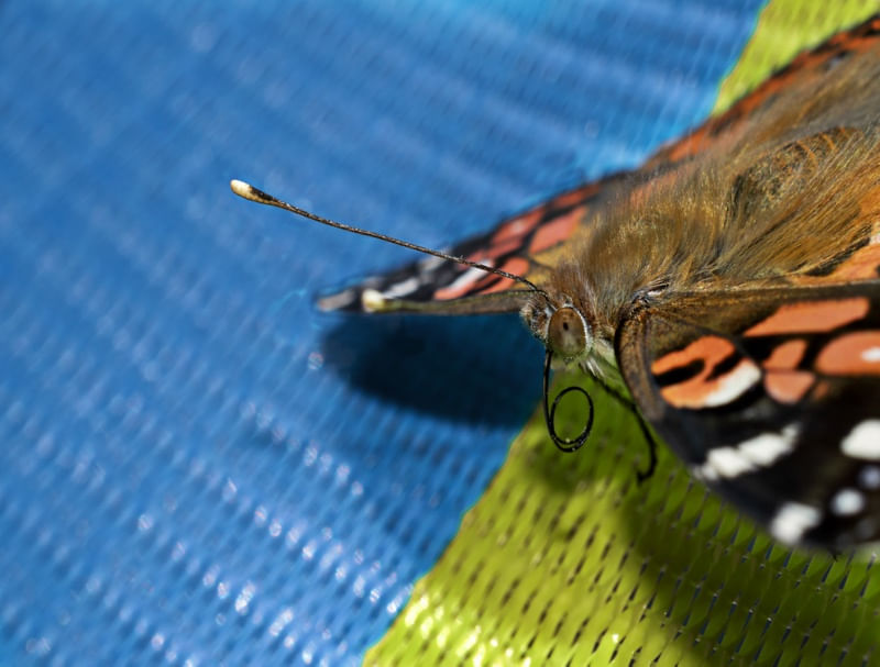 BORBOLETA 04