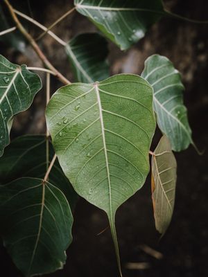 SELVA PEQUENA