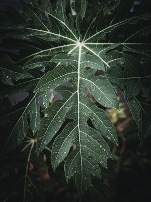 VEIAS VERDES