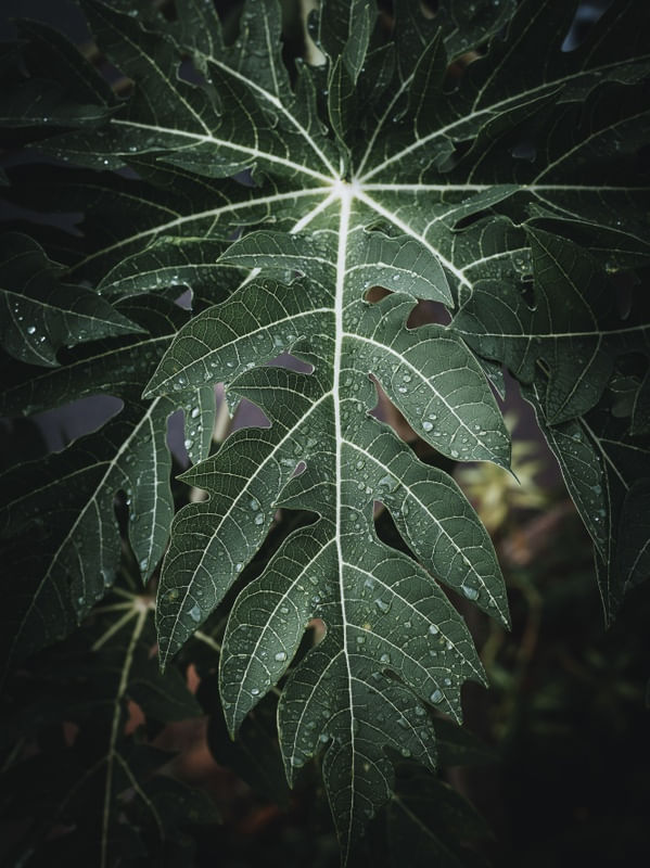 VEIAS VERDES