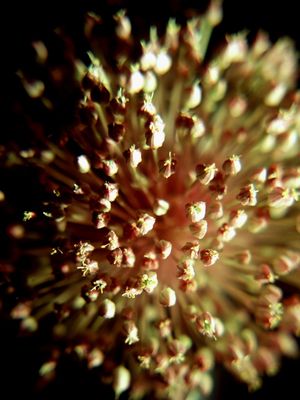GARLIC FLOWER