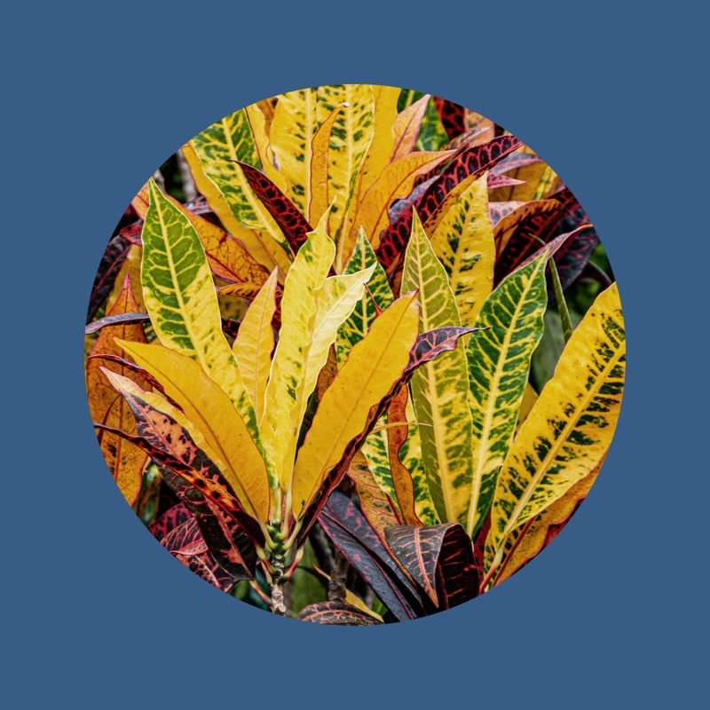 FLORA COR 01