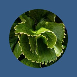 FLORA COR 03