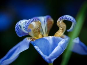 IRIS AZUL MNMTE 4