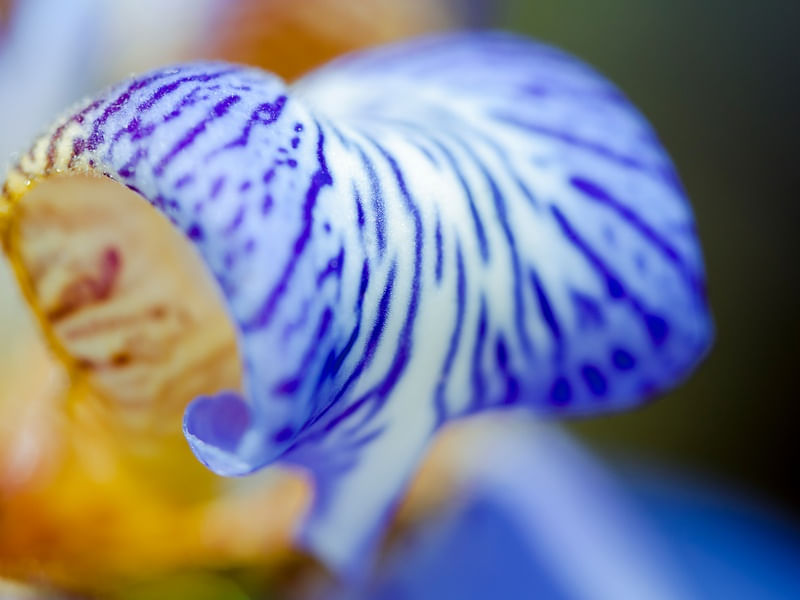 IRIS AZUL MNMTE 1