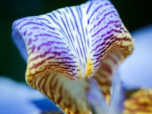 IRIS AZUL MNMTE 2