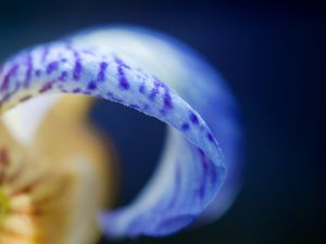 IRIS AZUL MNMTE 3