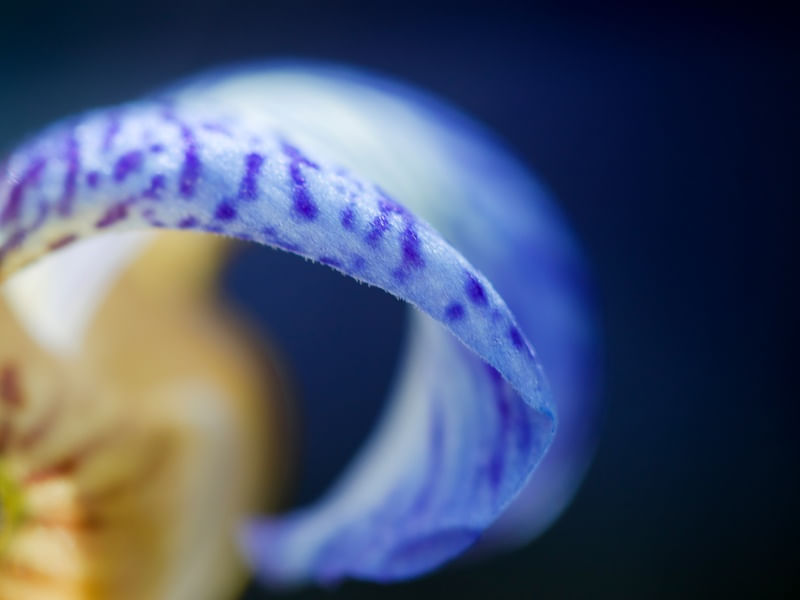 IRIS AZUL MNMTE 3