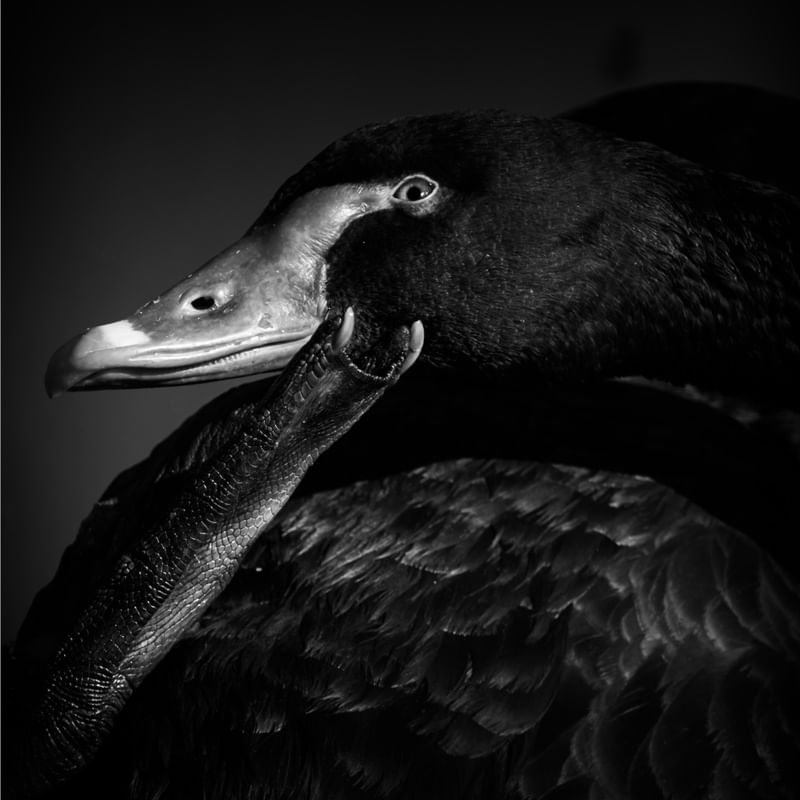 CISNE POP III