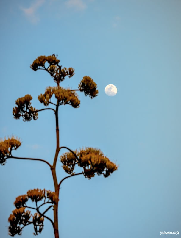 LUA QUARTO CRESCENTE NO ARPOADOR