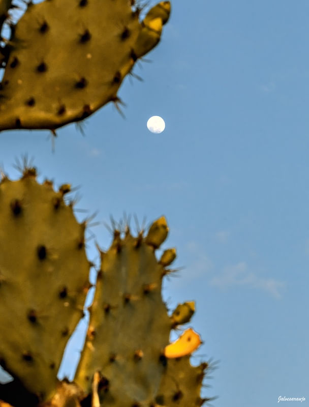 A LUA E OS CACTOS